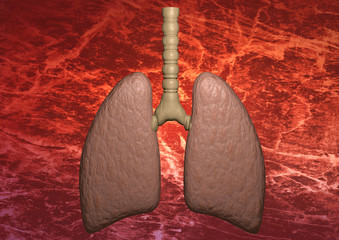 Pulmão humano, renderização 3D