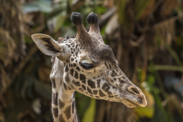 Adult Giraffe portrait