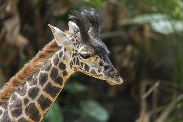 Obraz premium Baby Giraffe portrait