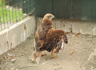 black kite (Milvus migrans) with injured wing in animal rescue station, Bartosovice, Czech Republic