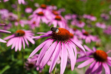 Bumblebee
