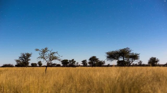Static timelapse of a moonlit landscape in the South African Savanna Bushveld, Kalahari desert with lots of Acacia trees and tall grass