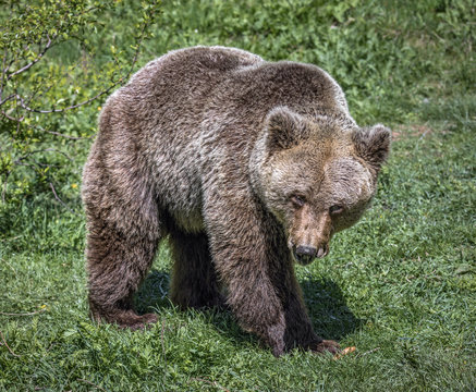 The big brown bear. The Dancing Bears Reserve was founded in 2000 by French actress Brigitte Bardot - Belitsa, Bulgaria