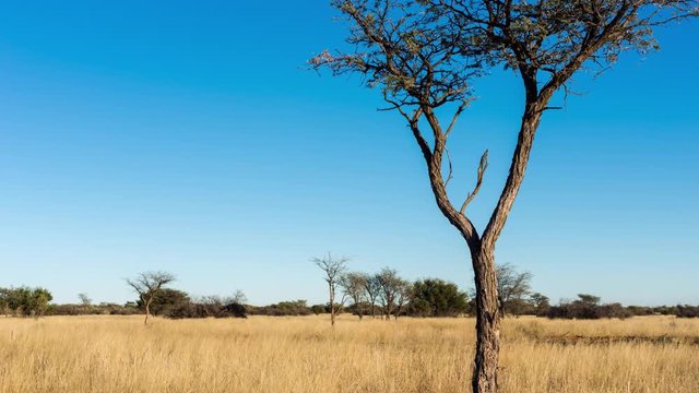 A slow linear timelapse after sunrise of a typical Kalahari bushveld landscape with a young Acacia tree surrounded by tall grass blowing in the wind in golden sunlight, medium shot
