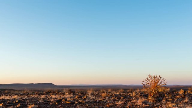 A static timelapse of a Gifbol/Bushman Poison Plant at sunrise with golden light in a Karoo landscape, South Africa