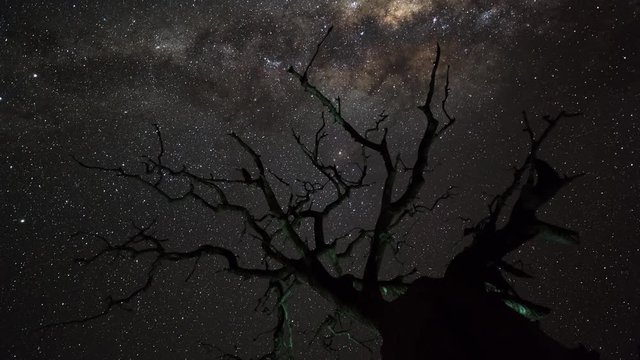 A twisty linear dolly shot of an abstract dead Leadwood tree, (combretum imberbe) back-lit and silhouette with the Milky Way passing through