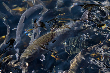 A trout just under the surface of the water at a fish farm