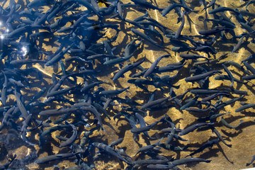 Dense cutthroat trout at a fish hatchery in Durango, Colorado
