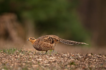 common pheasant, phasianus colchicus, Czech republic