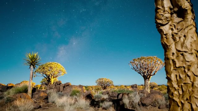 Linear and pan timelapse in a quiver tree forest at night against a starry sky in a moonlit landscape as the moon sets with the Milky Way and shadows passing through available on request.