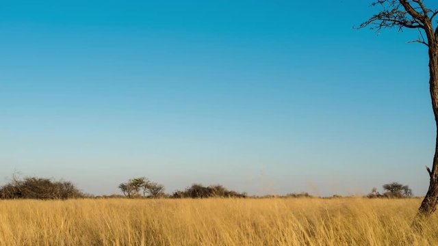 A slow linear timelapse of a typical Kalahari bushveld landscape with a young Acacia tree surrounded by tall grass blowing in the wind in golden sunlight at sunset