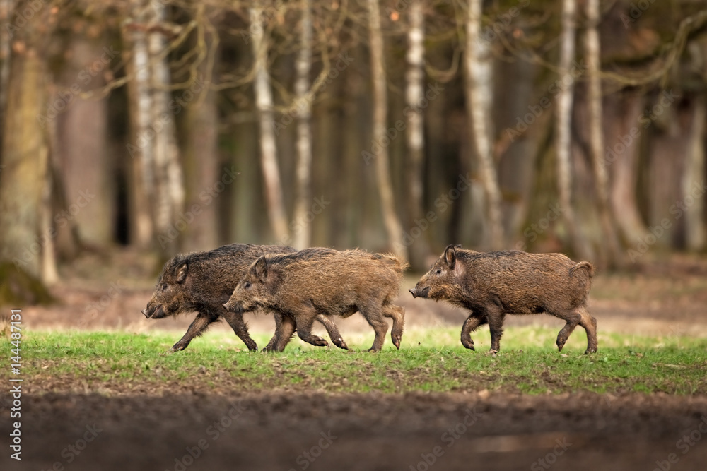 Wall mural wild boar, sus scrofa, czech republic