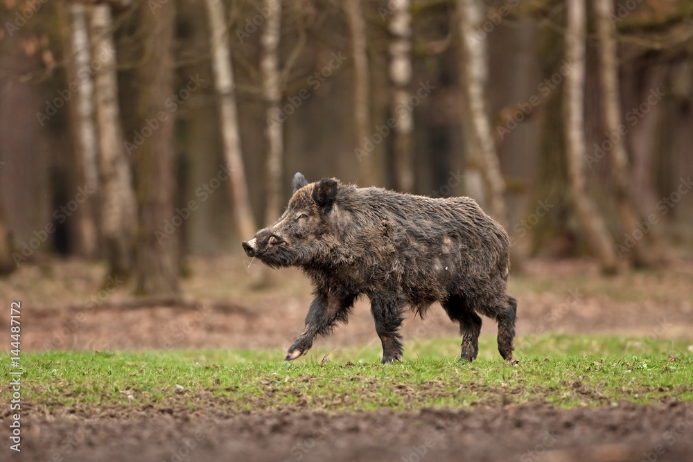 Sticker wild boar, sus scrofa, czech republic