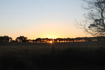 The strength of the sun through the trees 