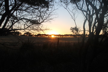Naklejka premium The strength of the sun through the trees