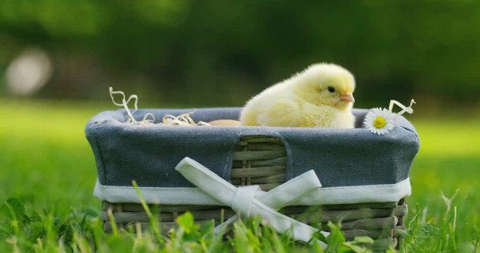 On a sunny day, little yellow chicks sitting in a basket, in the background of green grass and trees, concept: farming, ecology, bio, easter, love.