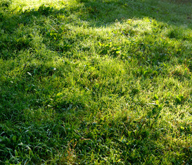 Fototapeta premium Fresh grass background.