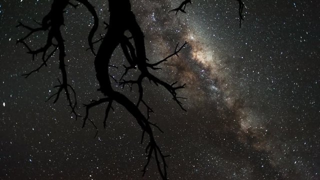 Linear, pan and tilt timelapse shot from a low angle shooting up towards a dead acacia tree, silhouetted against the African night sky with the Milky Way moving through available on request.