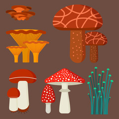 Mushrooms for cook food and poisonous nature meal vegetarian healthy autumn edible and fungus organic vegetable raw ingredient vector illustration.