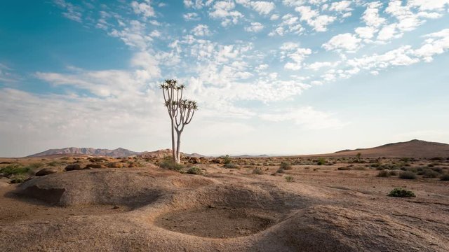Linear and pan timelapse of a young quiver tree with scattered clouds moving through in a dry, barren and rocky landscape in the Namib Naukluft Park, Namibia available on request.