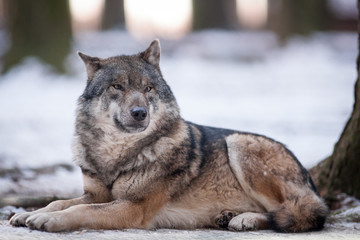 Lonesome Wolf in snowy Winter Forest