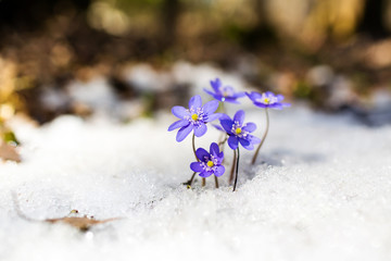 Blue spring snowdrops on the snow, Hepatica nobilis - obrazy, fototapety, plakaty