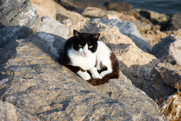 Naklejka na ściany i meble Wild cats living near the sea in the port of Spain