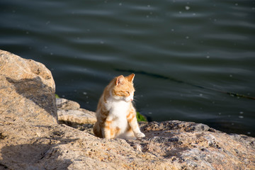 Wild cats living near the sea in the port of Spain