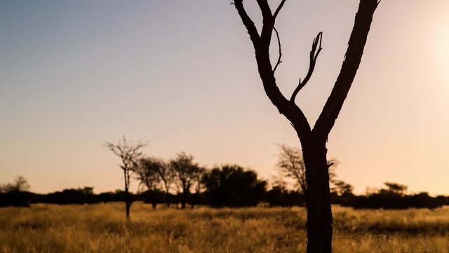 A close-up slow linear sunset timelapse of an abstract silhouetted Acacia tree in a typical Kalahari landscape setting with tall grass blowing in the wind while the sun is setting against a blue and blown out sky