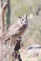 A large owl on the hunt in the desert.