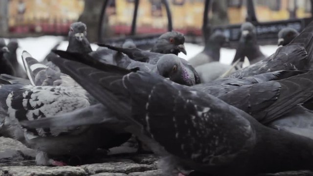 weird pigeons eating in the park