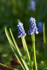 Blue muscari flowers
