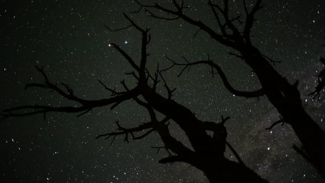 Linear, pan and tilt timelapse shot from a low angle shooting up towards a dead acacia tree, silhouetted against the african night sky with the Milky Way moving into the shot available on request.