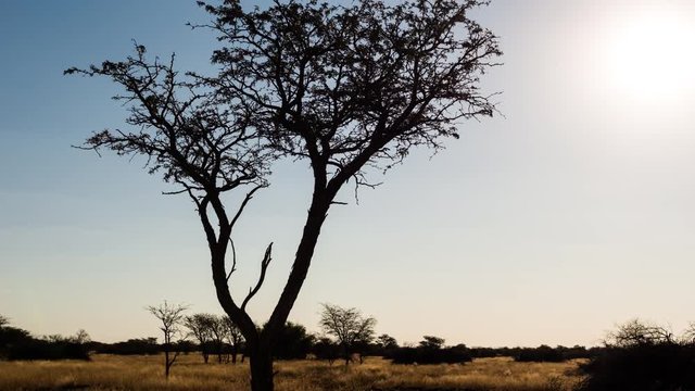 A Static sunset timelapse of an abstract silhouetted Acacia tree in a typical Kalahari landscape setting with tall grass blowing in the wind while the sun is setting against a blue and blown out sky