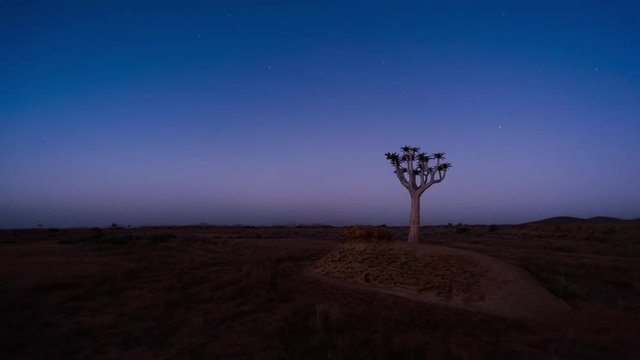 Linear and pan timelapse of a silhouette quiver tree at sunset against a starry night sky as the moon rises over the landscape, with a parallax view available on request.