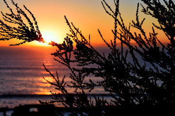 Obraz premium sunset through tree