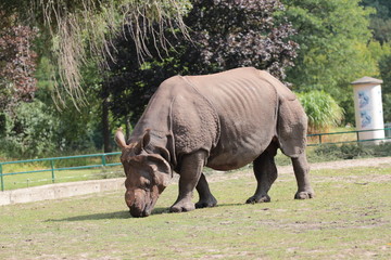 Obraz premium Nashorn