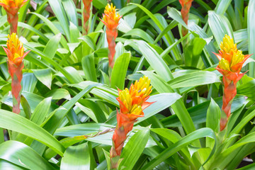 Colorful bromeliad collection background