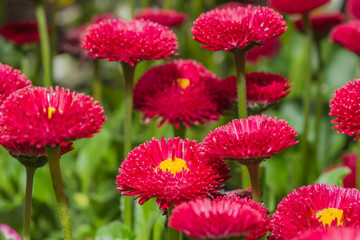 Rotes Kulturgänseblümchen oder Maßliebchen oder Tausendschön
