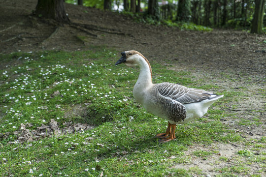goose in the wood