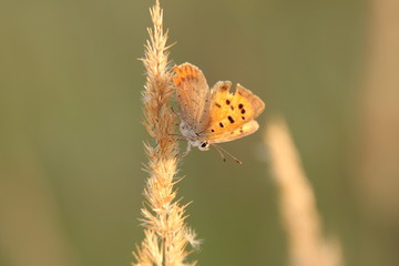 Schmetterling