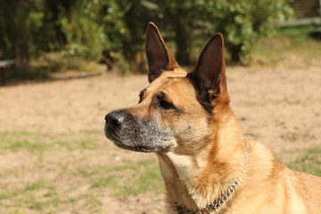 Hund