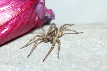 Spinne