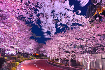 東京ミッドタウンの夜桜