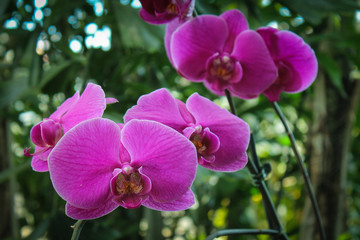 Fototapeta na wymiar Bunch of Orchids