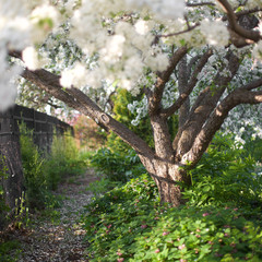 Flowering Tree near Path