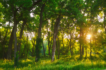 Fototapeta premium Morning Light in Forest