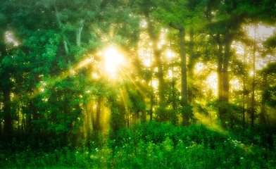 Bright Light in Trees