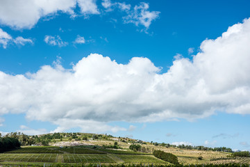 Fototapeta na wymiar Scenic vineyard located near Punta Del Este, part of The Wine Roads (Los Caminos del Vino) of Uruguay