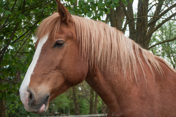 Obraz premium portrait de cheval dans une prairie